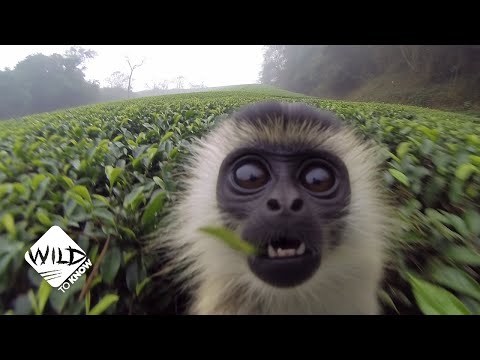 Dangerous Trip: Colobus Monkeys Risk It All for a Bite! | Wild to Know