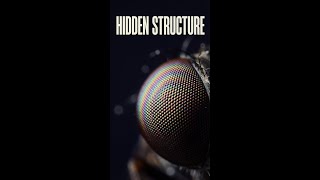 Fruit Fly — Eye Diffraction Pattern