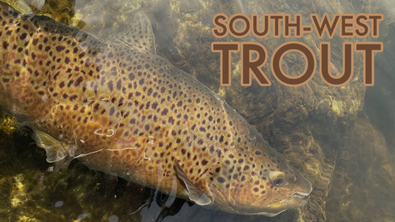 Brown Trout Fishing Warrnambool YouTube