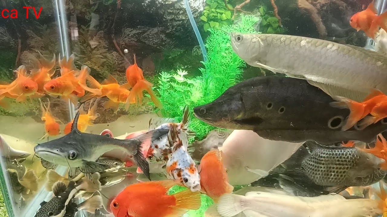Tổng hợp các loại cá săn mồi dễ nuôi, cá rồng, cửu sừng, cá két, trê ...