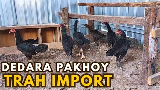 UPDATE ON PAKHOY CHICKEN FARMING IN THE COOP