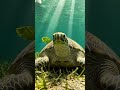Turtle blinking Nursery Rhymes & Kids Songs | Unequal TV #babysongs #nurseryrhymes #kids