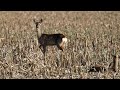 Famille chevreuil 4k