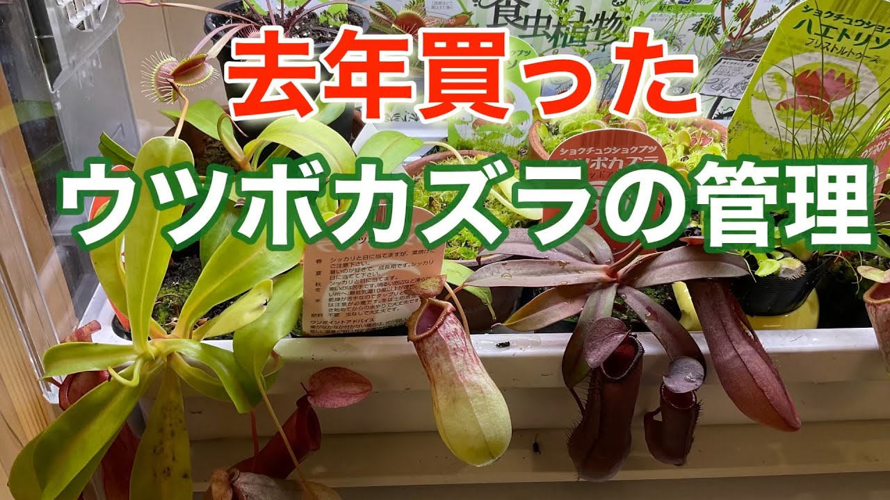 Care of the pitcher plant I bought last year - YouTube