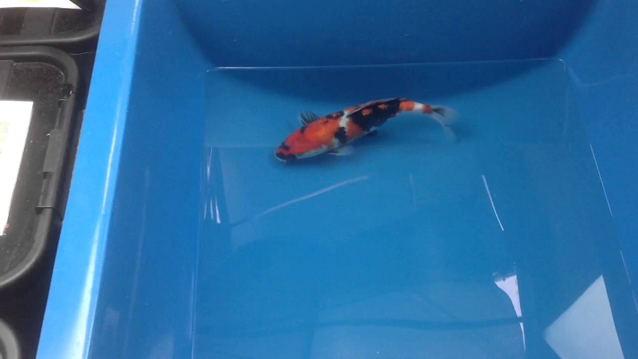 Boddington Koi Showa JK16255 YouTube