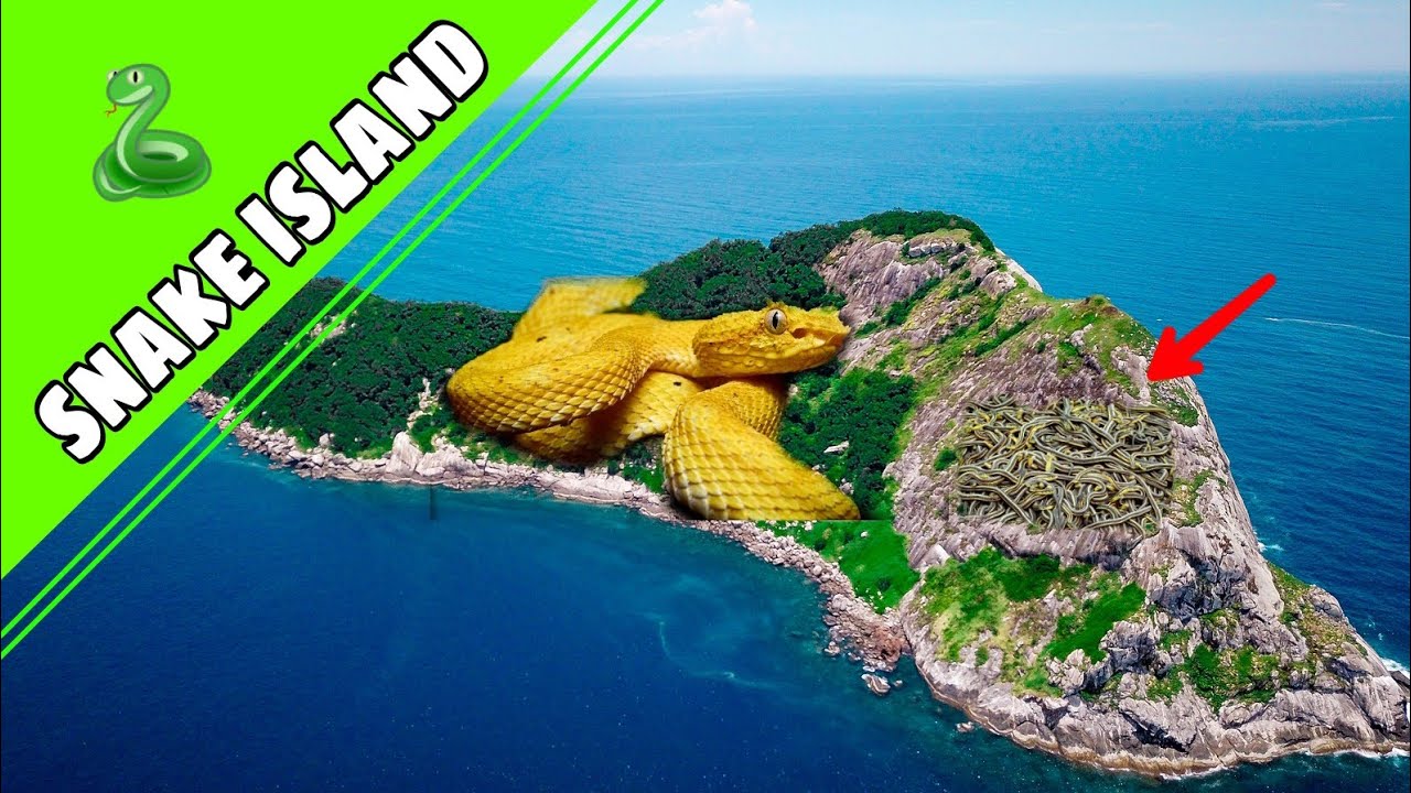The Snake Island Ilha da Queimada Grande Story tamil Golden Lancehead snake ( funny facts rc )