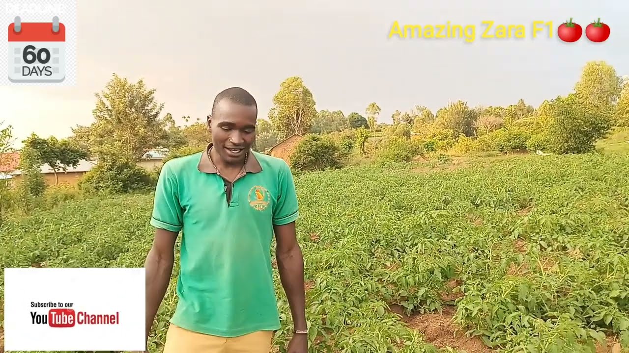 amazing Zara F1 🍅🍅 at 60days _basic skills to ensure as a farmer @Tilapiafarmke