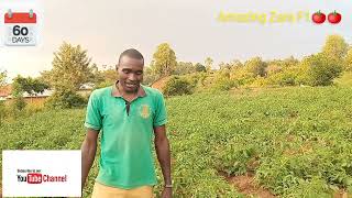 amazing Zara F1 at 60days basic skills to ensure as a farmer Tilapiafarmke