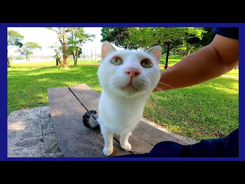 公園のベンチに野良猫が寝ていたので隣に座ってナデナデしてきた
