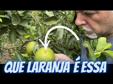 Alguém conhece este tipo de laranja 🍊 || Vida na roça || MIRO MLS