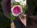 Chinese rose Lang Rose yu wan sha 玉碗纱