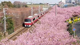 【三浦海岸桜まつり】京急電車と河津桜2019