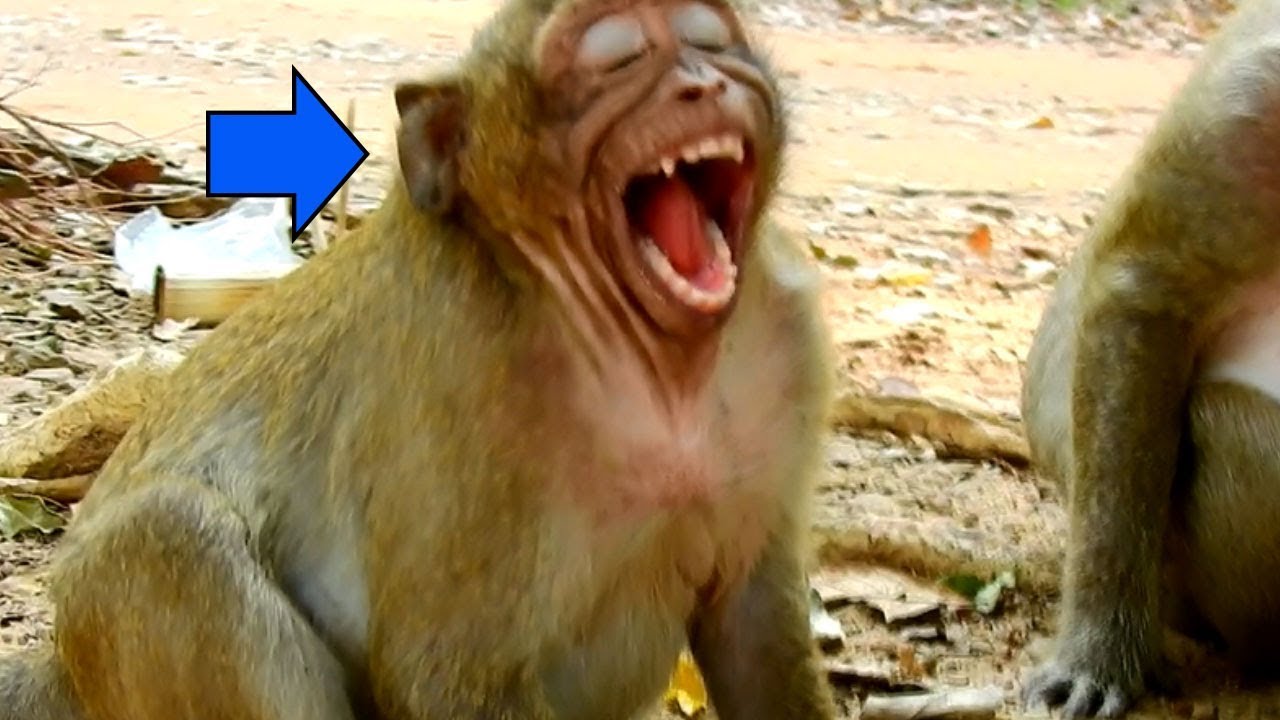 Oh!! SweetPea Never Has Chance To  Suck Popeye Milk| Coz Popeye Has Pregnant Bigger and Bigger