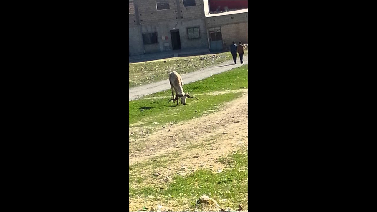 Akbar Kharouf Fi L3Alam - Youtube