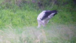 コウノトリ20160611_2