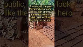 Snake Bites You In Private