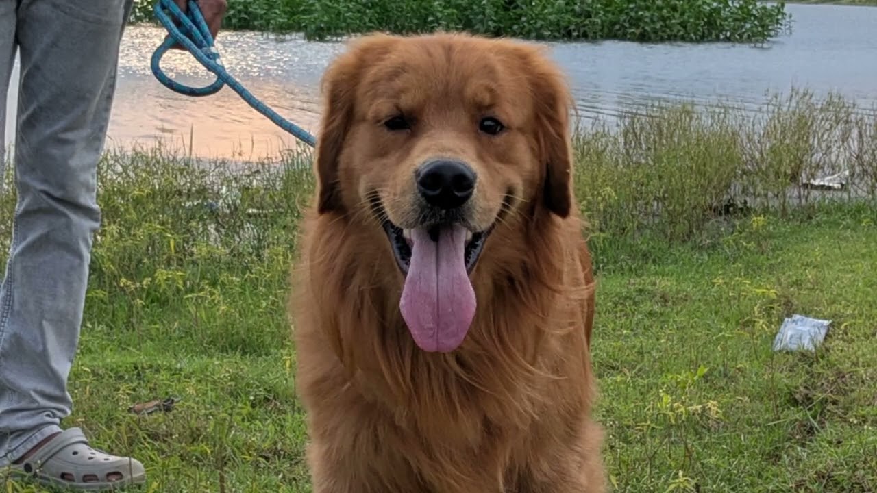 Two Golden retriever Brothers met . Fun Time 