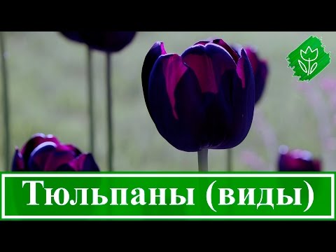 Виды и сорта садовых тюльпанов