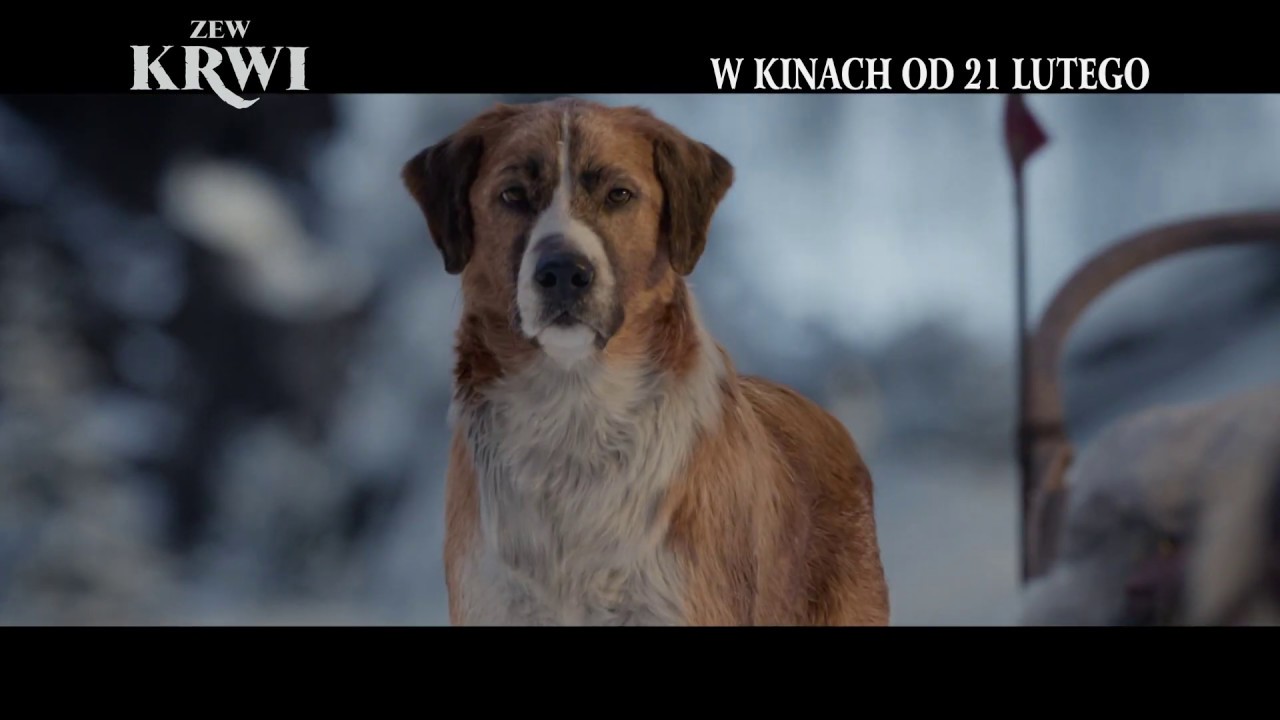 Miejsce Akcji Powieści Zew Krwi Krzyżówka Zew krwi | TV Spot [#1] | 2020 - YouTube