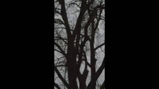Great Horned Owls - Madison, WI - October 2017