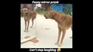 prank anjing dengan kaca bayangan