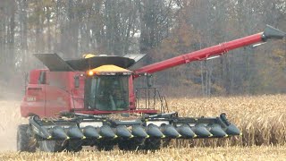 Corn Harvest 2023 | Case IH 8250 Axial-Flow  Combine Harvesting Corn | Ontario, Canada