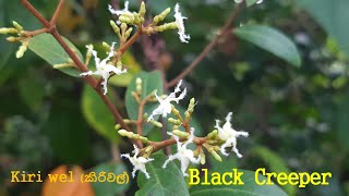 [Sri Lanka Wildflowers]열대식물black creeperIchnocarpus frutescensKiri wel (කිරිවැල්)Shyamalata