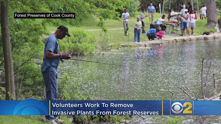Volunteers Remove Invasive Plants Around Chicago Area