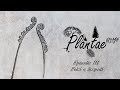 Plantae - Episodio III: felci e licopodi