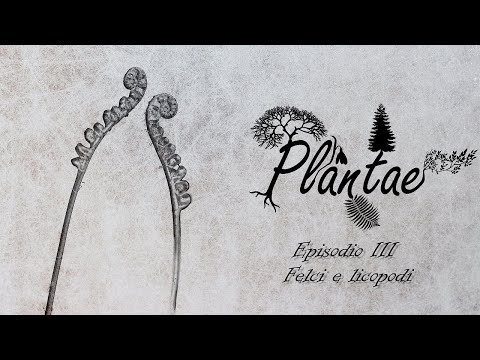 Video: Le pteridofite hanno bisogno di acqua per riprodursi?