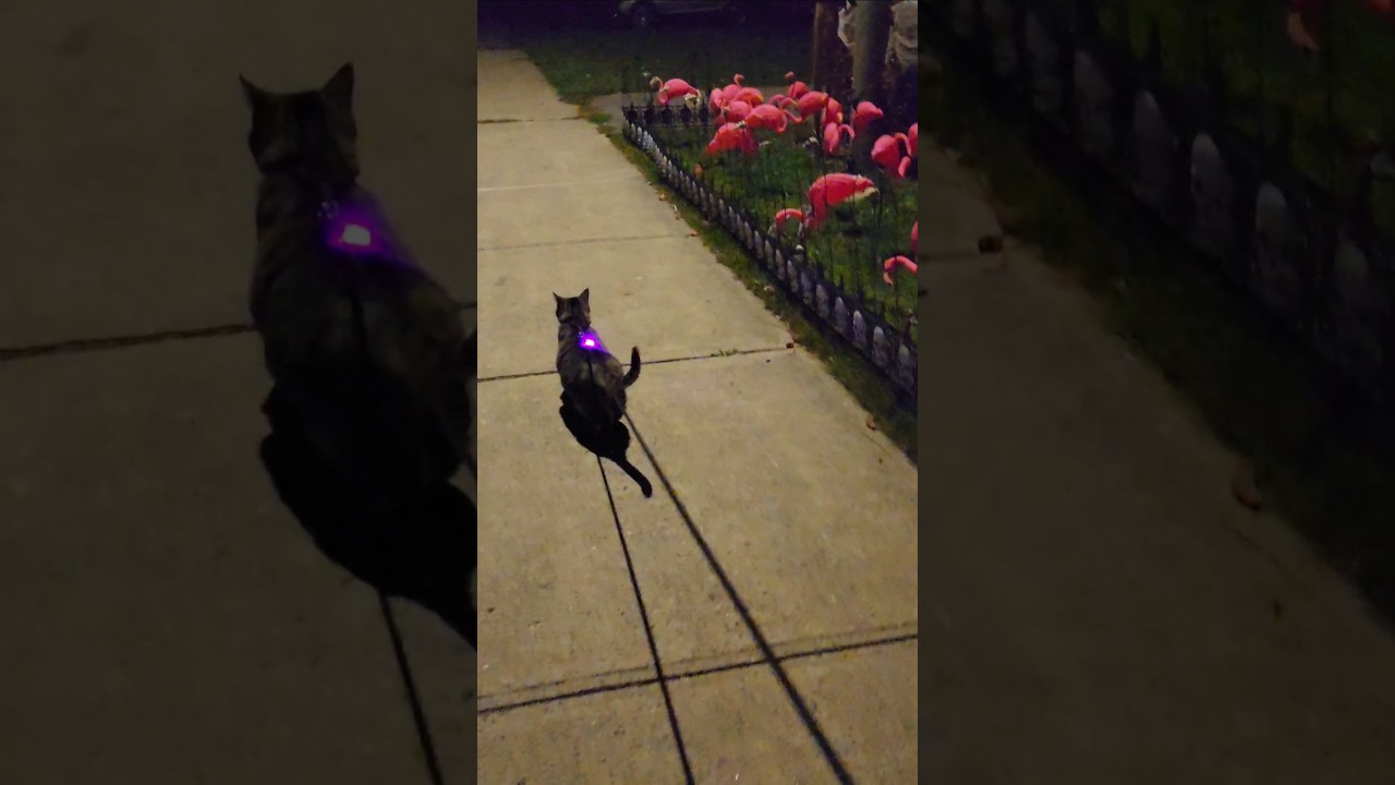 Cat Investigates Halloween Decorations 🎃🦩👻 