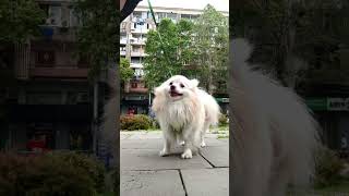 🫅Посмотри какой ребенок #шпицищетневесту #померанскийшпиц #pomeranian #тбилиси #pets #cute #tbilisi