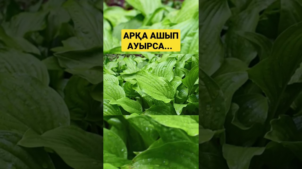 АРҚА АШЫП АУЫРСА... МЕНІҢ КАНАЛЫМА ТІРКЕЛІП ҚОЛДАП КЕТІҢІЗДЕР