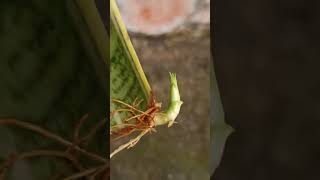 Grow snake plant from cutting