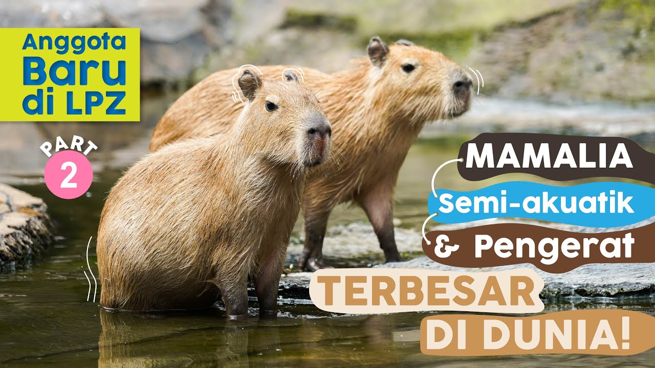 Lembang Park & Zoo | Kapibara, tetangga Flamingo yang Jago Berenang