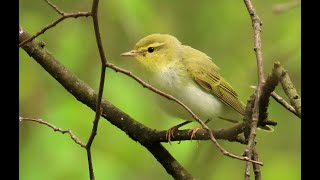 1371. Budníček lesní, Wood warbler, Waldlaubsänger, Fluiter, Пеночка-трещотка, Świstunka leśna