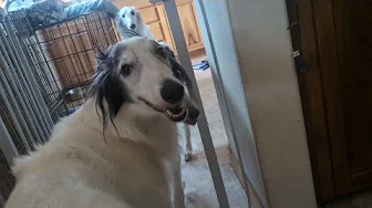 Silken Windhound Toll