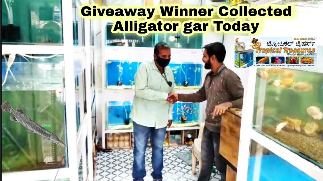 Alligator gar Giveaway winner Collected Fish from Tropical treasure Aquarium