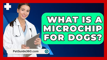 What Is A Microchip For Dogs? - PetGuide360.com