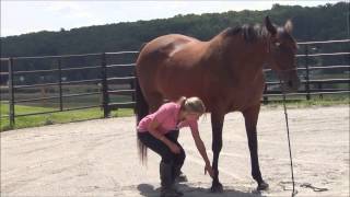 How Horse Conformation Affects Performance and Soundness