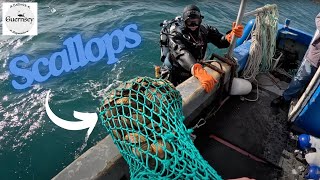 Scuba diving for Scallops on the Slag beds outside the harbour