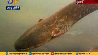 A Newly Identified Electric Eel Species Has The Strongest Shock Of Any Living Creature