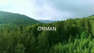 ORMAN Resimi