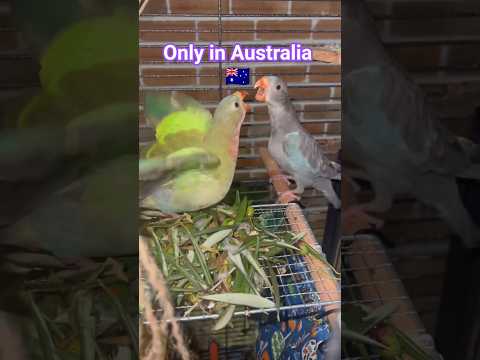 Princess Parrots #princess #parrot #birds
