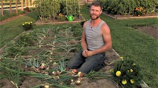 How to Harvest, Cure, and Store Onions