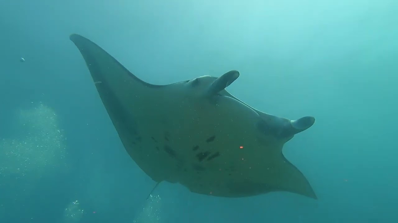 26 Gennaio 2026   Gangehi Kandu