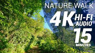 15 Minutes of Nature Walking - Mountainous Tropical Rainforest  (4K - Hi-Fi Audio - No Talking)