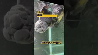 B10水槽 5月18日更新 #らんちゅう #アクアリウム #金魚屋 #aquarium #水槽部屋