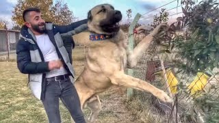 ADAM BOYUNDAKİ KÖPEKLER BİRBİRİNE SALDIRDI ~ KRAL VE DEV YAVRULARI