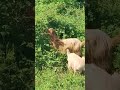Mic dejun Mery #mery # #viatalatara #bio #nature #animals #capre #cute #farming #iezi #viteicalan
